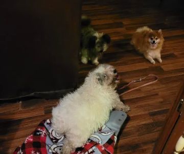 Center For Animal Health: Visser Karen DVM