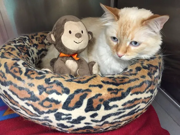 Animal Aid Clinic South 1