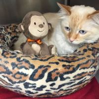 Animal Aid Clinic South ico