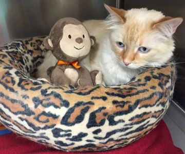 Animal Aid Clinic South