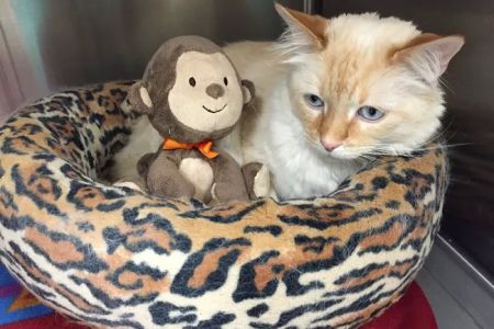 Animal Aid Clinic South