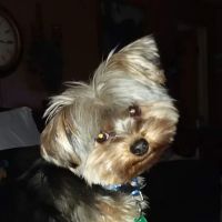 Town & Country Veterinary ico
