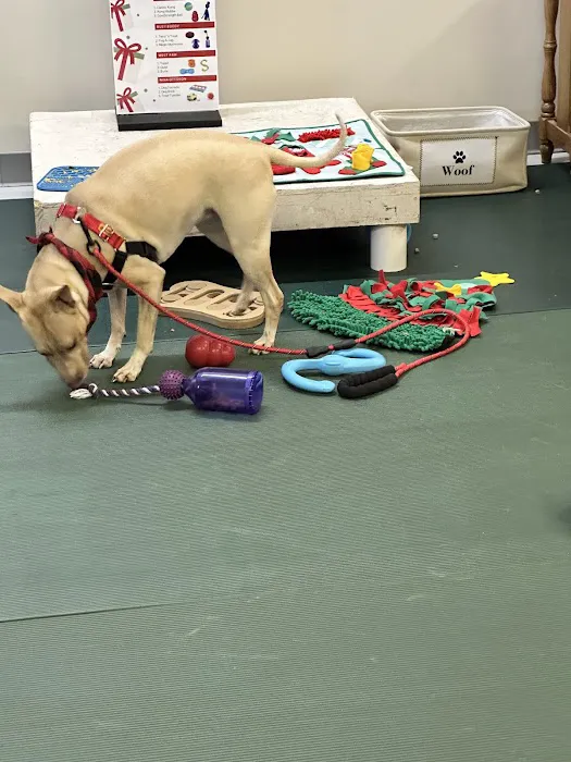 Canine Body and Mind 12
