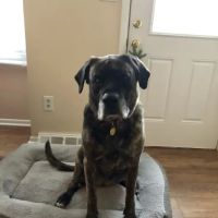 Thornwood Veterinary Clinic ico
