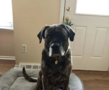 Thornwood Veterinary Clinic
