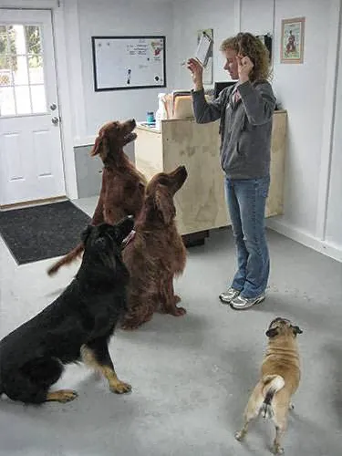 Thornwood Veterinary Clinic 4
