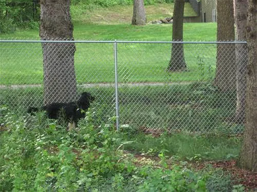 Thornwood Veterinary Clinic 5