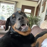 Bridges Animal Hospital at Ada Village ico