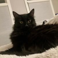 Quick Fix Veterinary ico