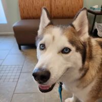 VCA Woodland Animal Hospital ico