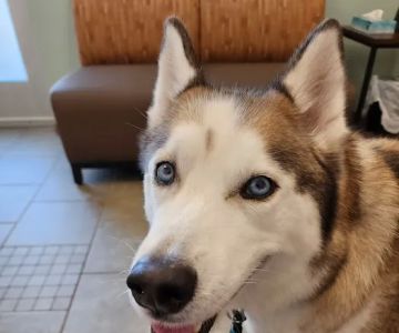 VCA Woodland Animal Hospital