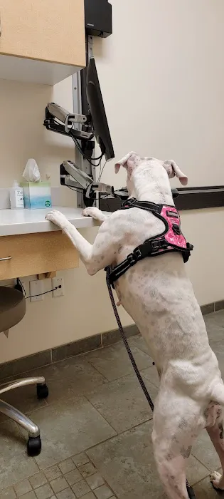 VCA Woodland Animal Hospital 3