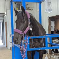 Classic Equine, LLC ico