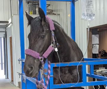 Classic Equine, LLC