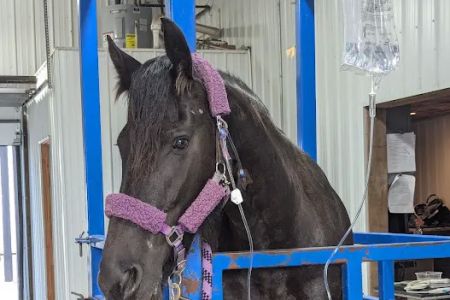 Classic Equine, LLC