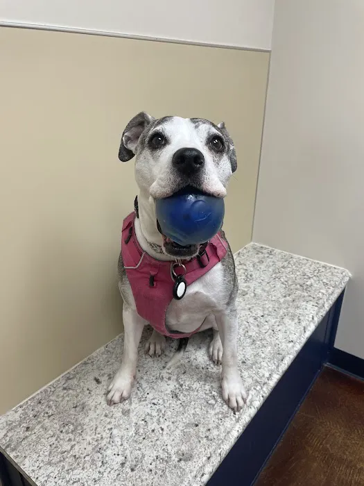 Ada Hospital for Animals 7