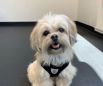 Grand River Veterinary Hospital PC