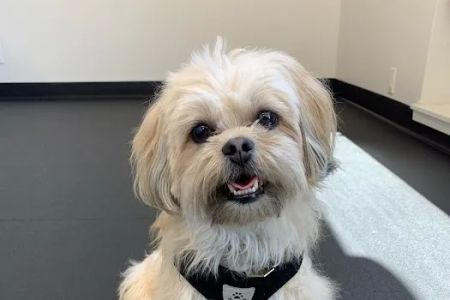 Grand River Veterinary Hospital PC