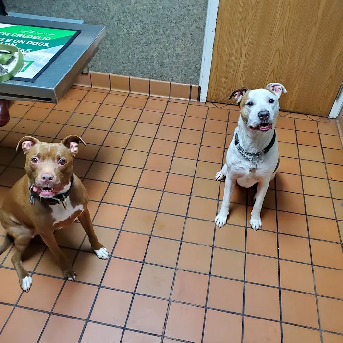 Arrow Veterinary Clinic 10