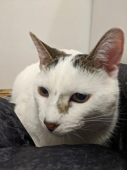 Kentwood Cat Clinic 12