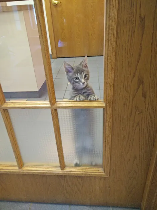 Kentwood Cat Clinic 12
