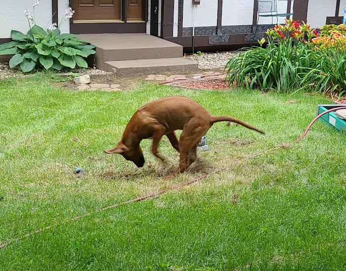 Fur Wellness Animal Clinic 12