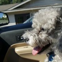 Holton Road Veterinary Clinic ico
