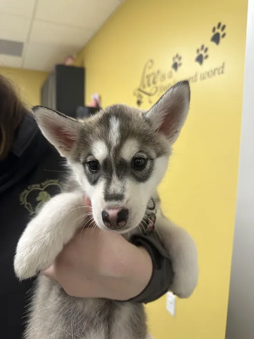 Loving Care Animal Clinic 3