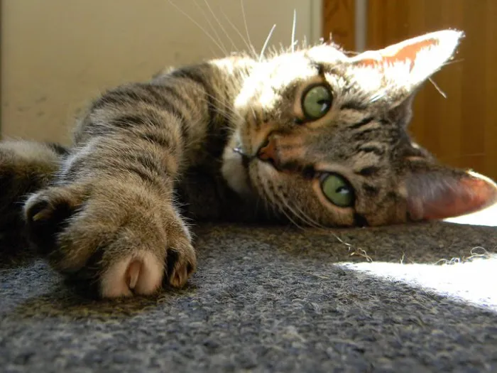 Cat Clinic North 1