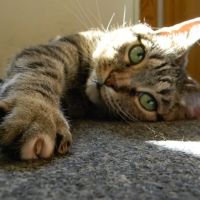Cat Clinic North ico