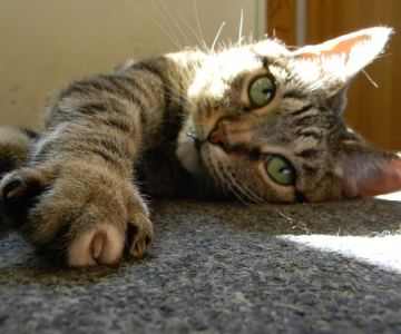 Cat Clinic North
