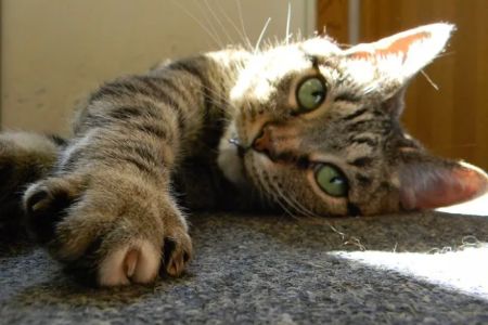 Cat Clinic North