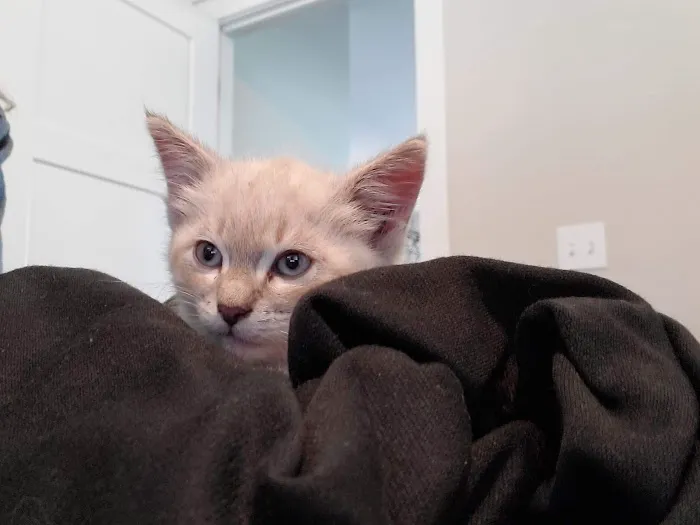 Cat Clinic North 9