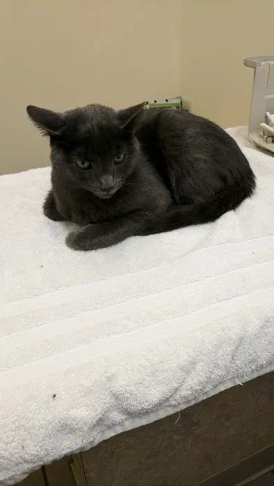 Cat Clinic North 7