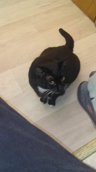 Cat Clinic North 6