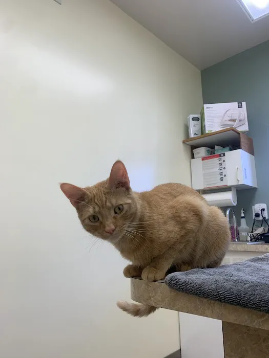 Cat Clinic North 10