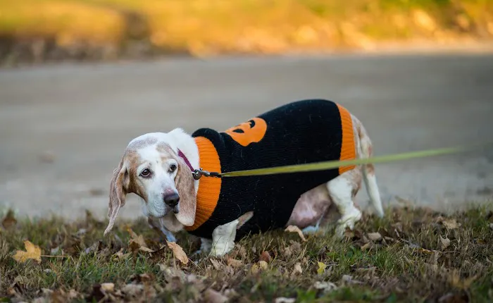 Heaven At Home Pet Hospice 8
