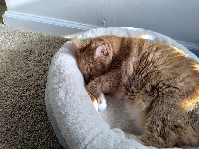 Feline Wellness Center PLLC 1