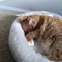 Feline Wellness Center PLLC ico