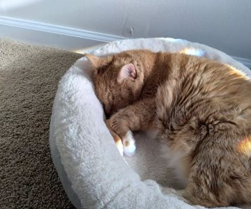 Feline Wellness Center PLLC