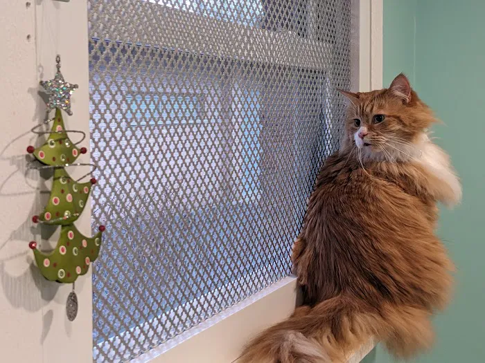 Feline Wellness Center PLLC 6