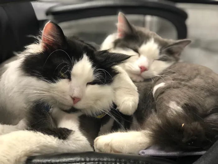 Feline Wellness Center PLLC 5