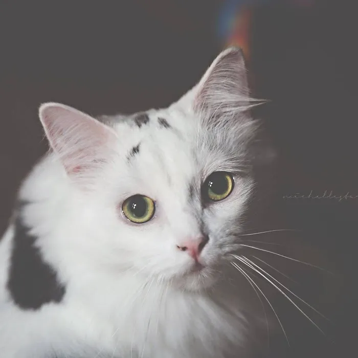 Feline Wellness Center PLLC 4