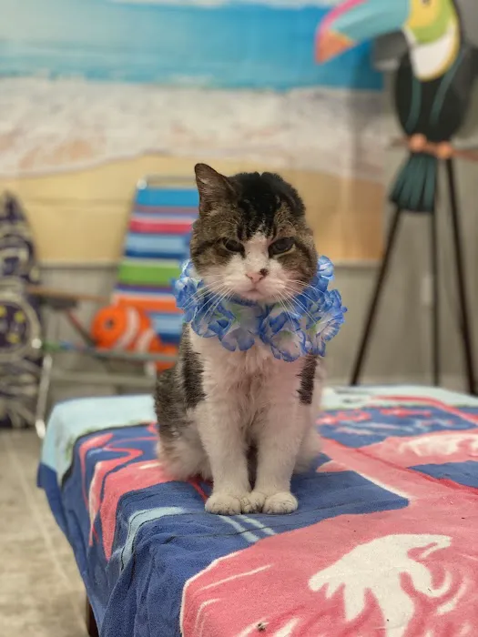 Feline Wellness Center PLLC 9