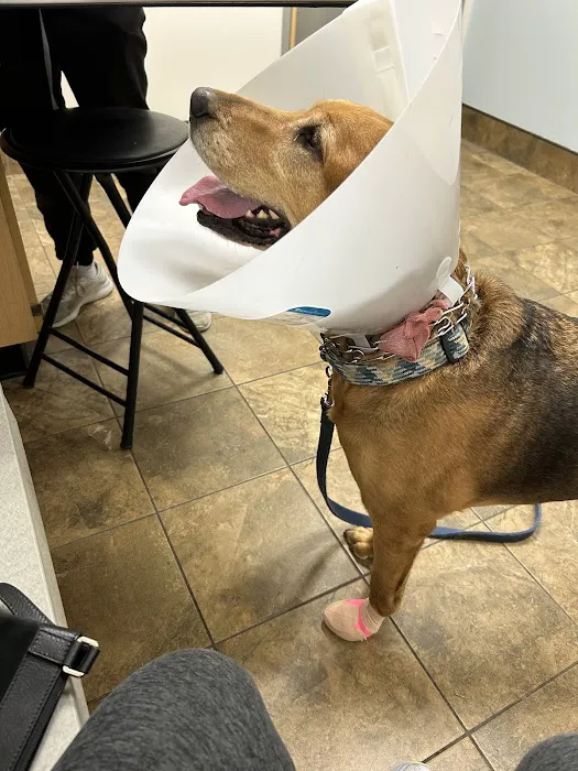 EVS Pet Urgent Care of Northbrook 3