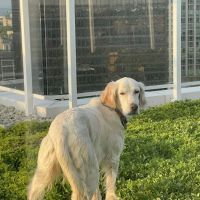 EVS Pet Urgent Care of Northbrook ico