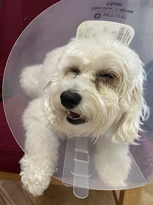 EVS Pet Urgent Care of Northbrook 7