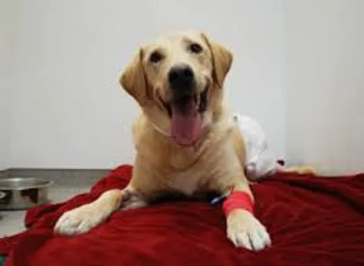 Highland Park Veterinary Clinic 1
