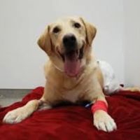 Highland Park Veterinary Clinic ico