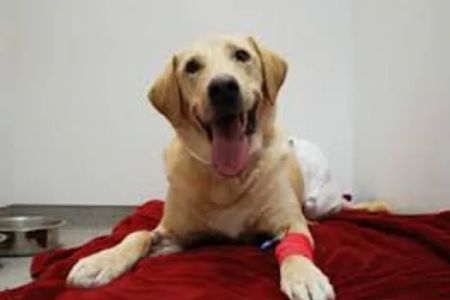 Highland Park Veterinary Clinic